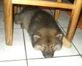 filou (9)